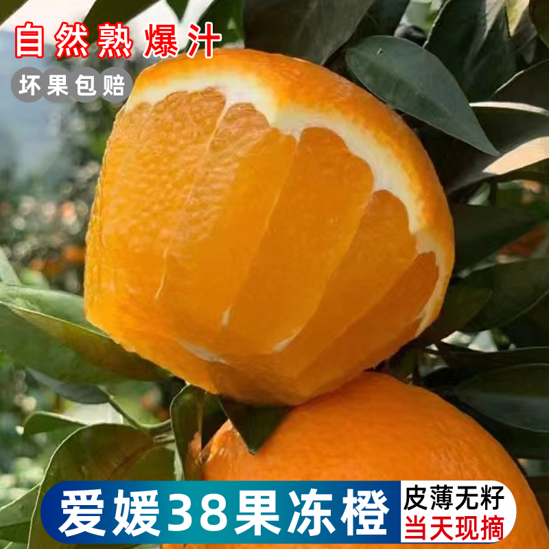 四川爱媛38号果冻橙现摘现发