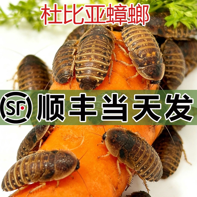 【顺丰浙江发货】杜比亚蟑螂活虫守宫食物爬宠昆虫繁殖组蜥蜴饲料
