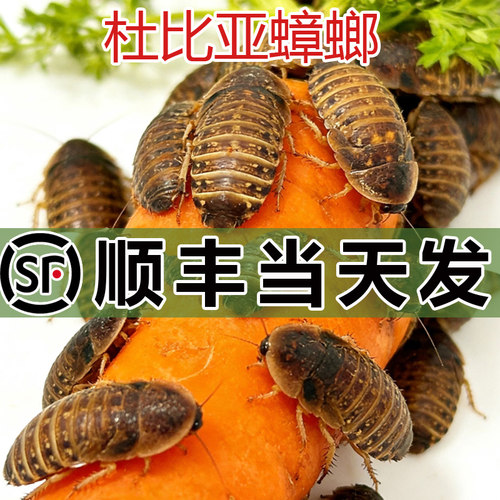 【顺丰浙江发货】杜比亚蟑螂活虫守宫食物爬宠昆虫繁殖组蜥蜴饲料