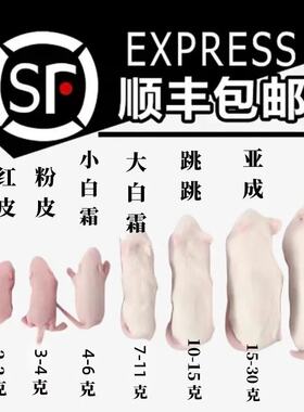 【顺丰当天发】冰冻乳鼠宠物蛇红皮老鼠幼崽喂蛇玉米蛇饲料小白鼠