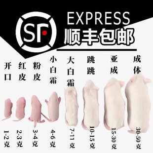 【顺丰当天发】冰冻乳鼠宠物蛇红皮老鼠幼崽喂蛇玉米蛇饲料小白鼠