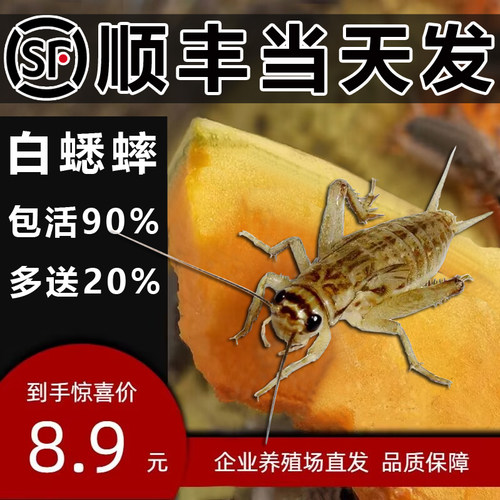 【顺丰当天发】白蛐蛐蟋蟀活虫小针头油葫芦蜥蜴守宫饲料活体活物