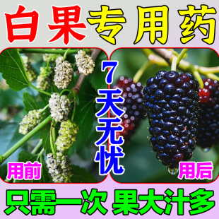 桑葚白果病专用药杀菌白果病专用桑葚病全治生物肥料炭疽病菌核病