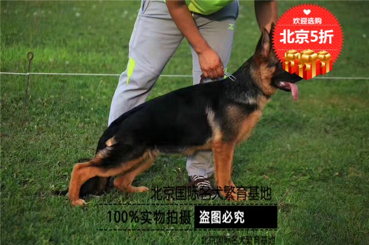 出售德国牧羊犬狗狗幼犬黑背德牧狼犬东德黑贝德国工作犬宠物活体