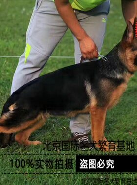 德牧出售活体德国牧羊犬
