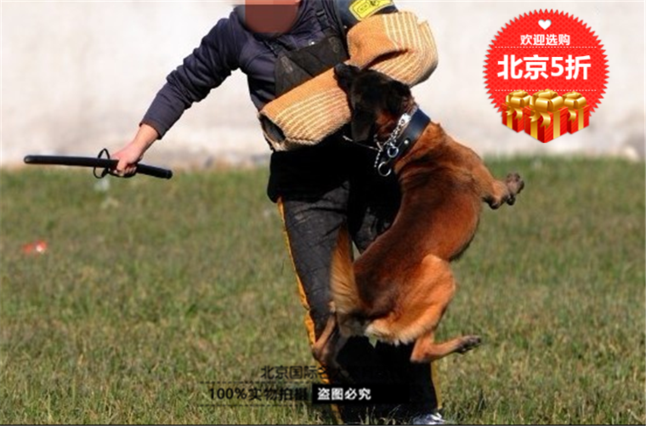 出售比利时纯种看家护院工作犬