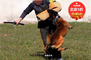 马犬幼犬出售 比利时马犬幼犬 纯种马犬 工作犬 看家护院犬 警犬