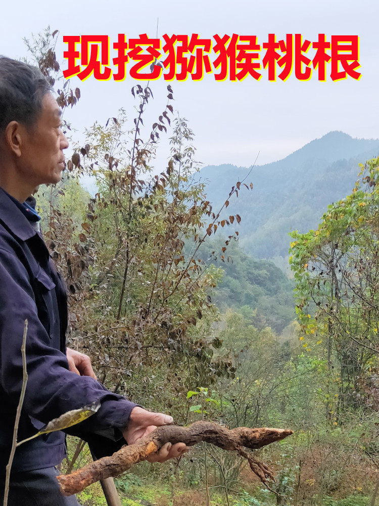 正品野生猕猴桃根500g雄洋桃根雄杨桃根藤梨根(买三斤送一斤)