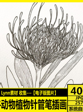 针管笔手绘插画 花卉动物植物针管笔线描绘画 电子图临摹参考素材