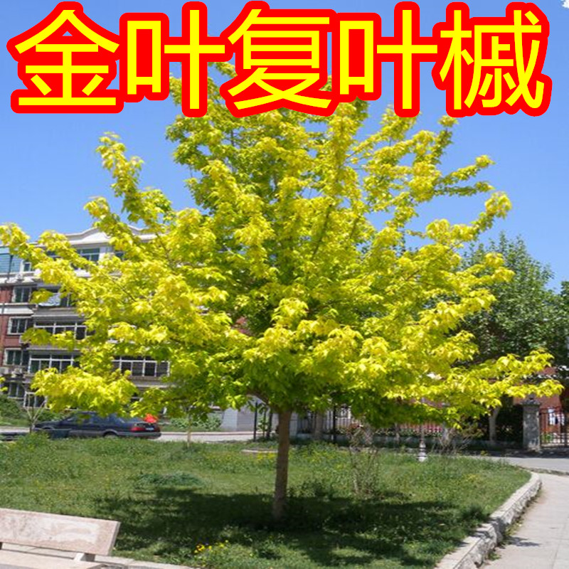 金叶复叶槭大树图片,金叶复叶槭树的特点,金叶复叶槭图片_大山谷图库