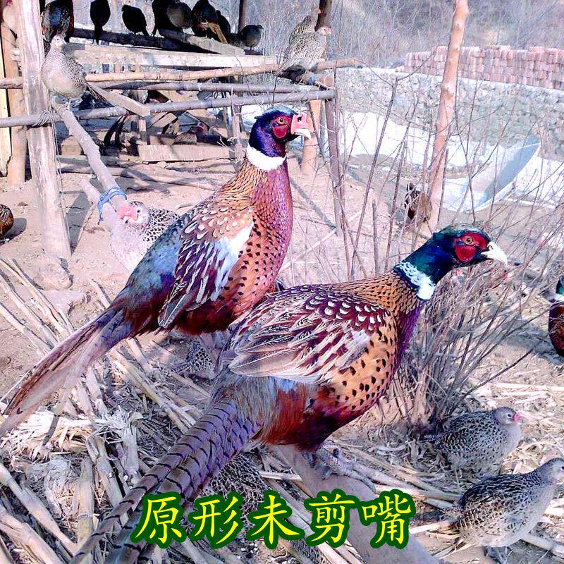 七彩山鸡活体一公一母孔雀蓝山鸡肉散养土鸡观赏宠物包邮包活到家