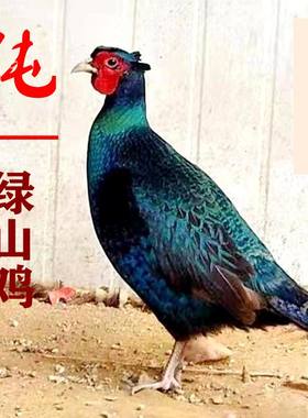 纯绿七彩山鸡孔雀蓝七彩山鸡