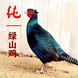 活体纯绿山鸡非孔雀蓝七彩山鸡二代黑脖山鸡观赏鸡媒珍珠鸡贵妃鸡