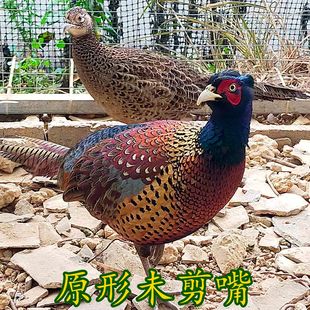 纯绿山鸡非孔雀蓝七彩山鸡多代黑脖山鸡观赏鸡媒珍珠鸡贵妃鸡五黑