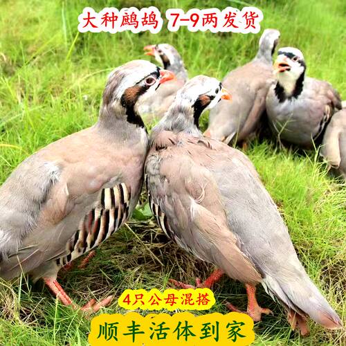 散养鹧鸪 七彩山鸡活体公母鸡7-9两活鸡雉鸡土鸡孔雀蓝顺丰包邮