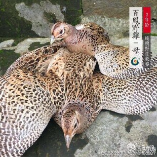 农家散养七彩山鸡肉老母鸡两只活体土鸡月子鸡珍珠鸡芦花鸡五黑鸡
