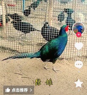 纯绿山鸡非孔雀蓝七彩山鸡多代黑脖山鸡观赏鸡媒珍珠鸡贵妃鸡五黑