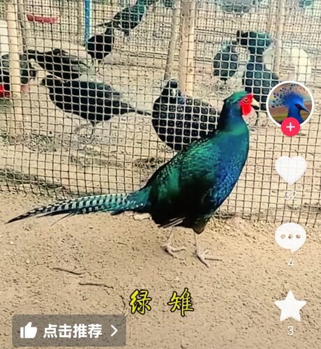 纯绿山鸡非孔雀蓝七彩山鸡多代黑脖山鸡观赏鸡媒珍珠鸡贵妃鸡五黑