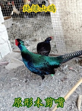 活体纯绿山鸡非孔雀蓝七彩山鸡杂交黑脖绿雉鸡媒珍珠鸡贵妃鸡波兰