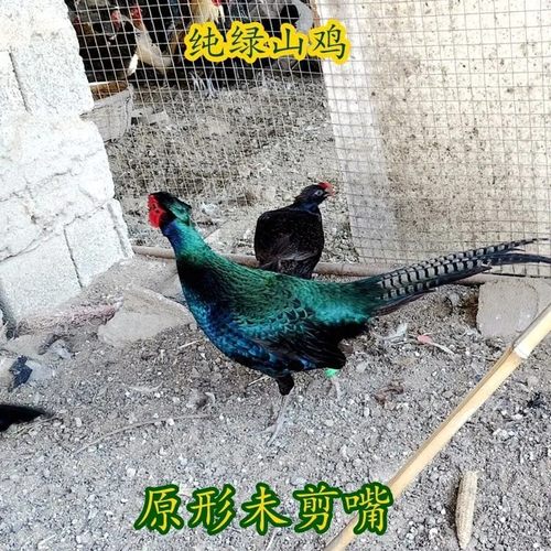 活体纯绿山鸡非孔雀蓝七彩山鸡杂交黑脖绿雉鸡媒珍珠鸡贵妃鸡波兰