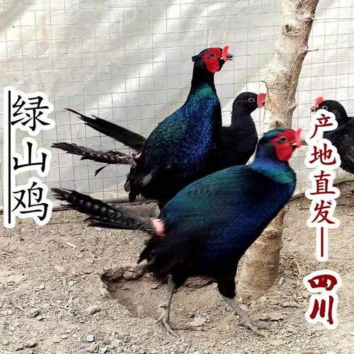 农家散养七彩山鸡一对  公母活体土鸡月子鸡珍珠鸡孔雀蓝山鸡包活
