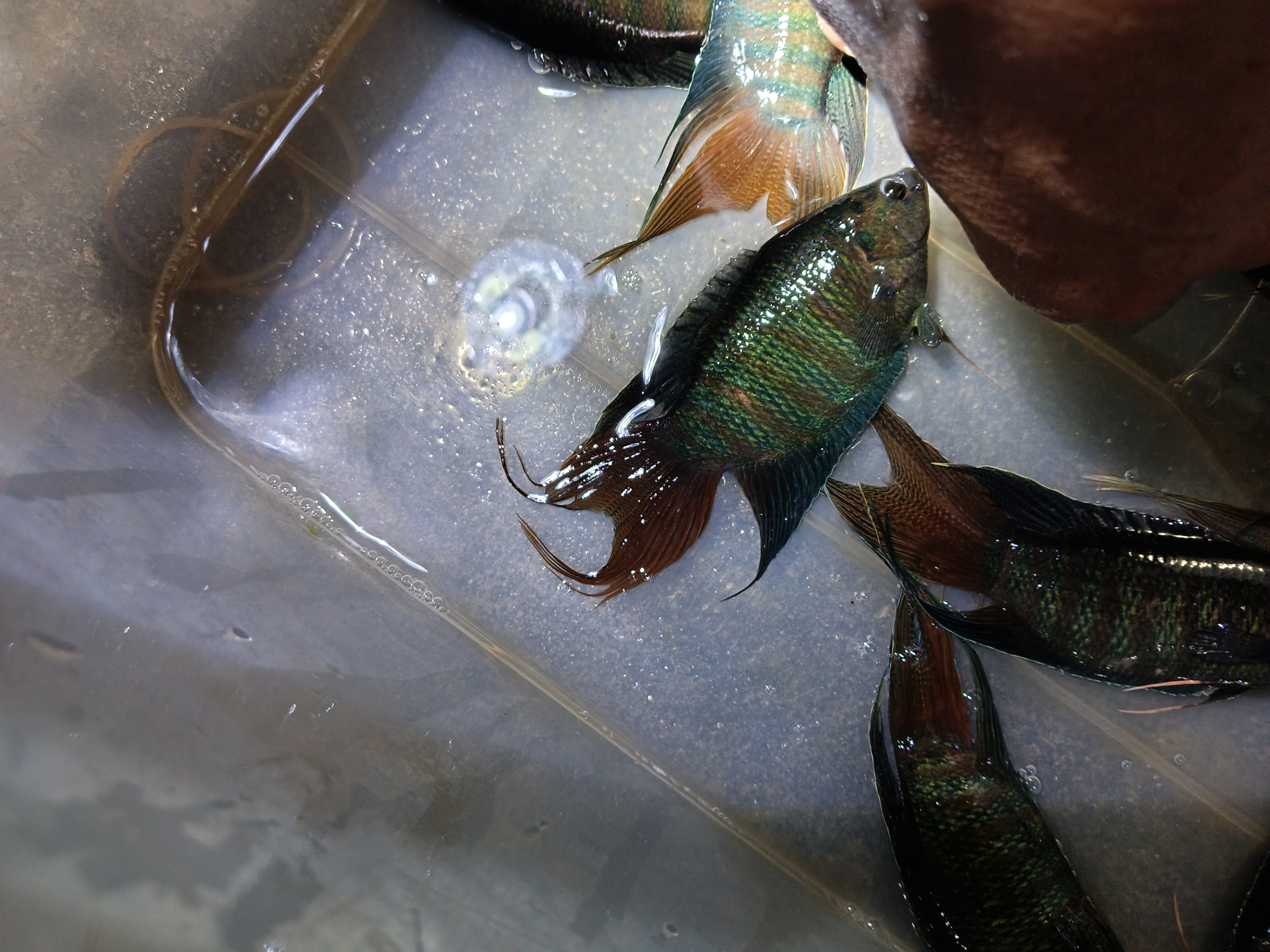 中国斗鱼改良活体巨普耐活鱼苗淡水冷水鱼观赏鱼好养成罗非普