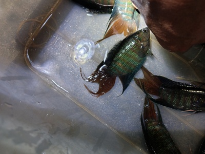 中国斗鱼改良活体巨普耐活鱼苗淡水冷水鱼观赏鱼好养成罗非普