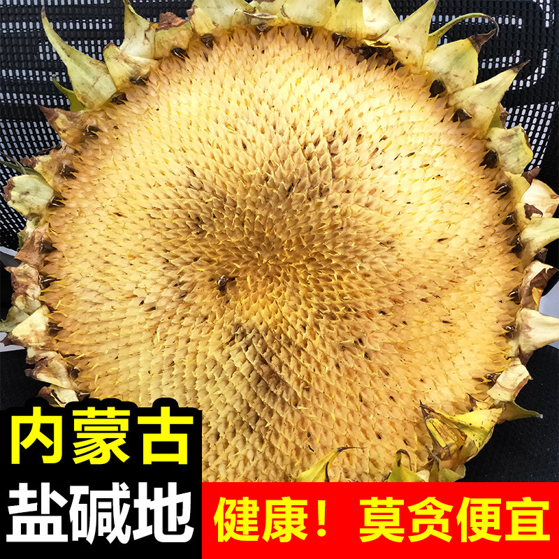 内蒙古优质盐碱地向日葵花盘整个中药材干向日葵花籽盘粉1斤包邮