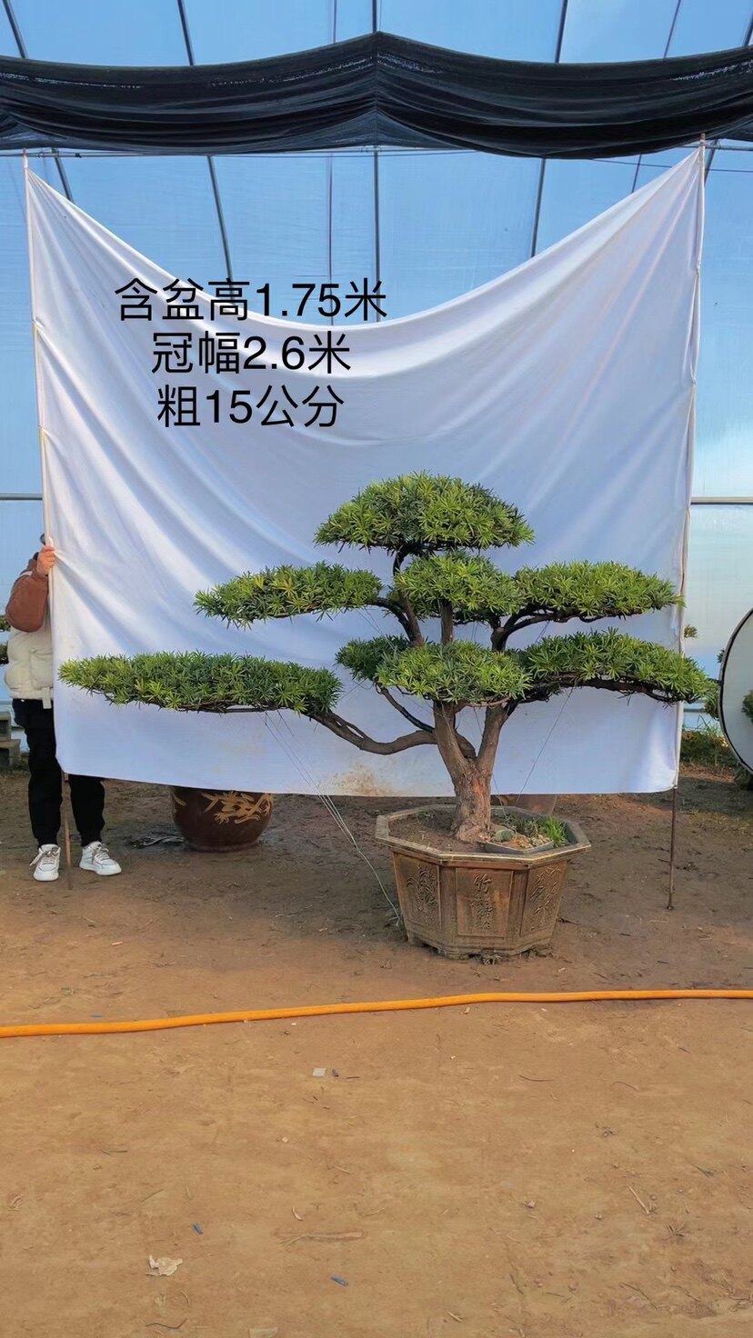地景造型树罗汉松盆景,直播链接,一物一拍,按直播间下单为准