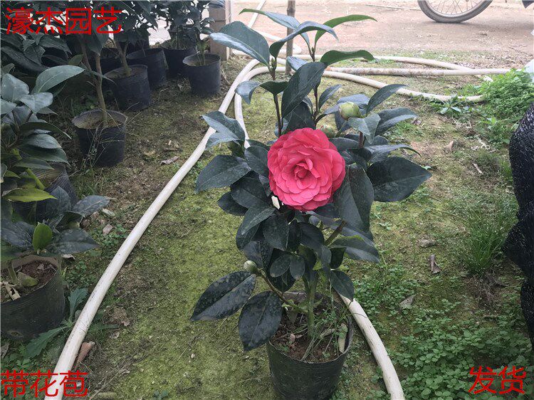 茶花六角绿植发货包邮盆栽小苗