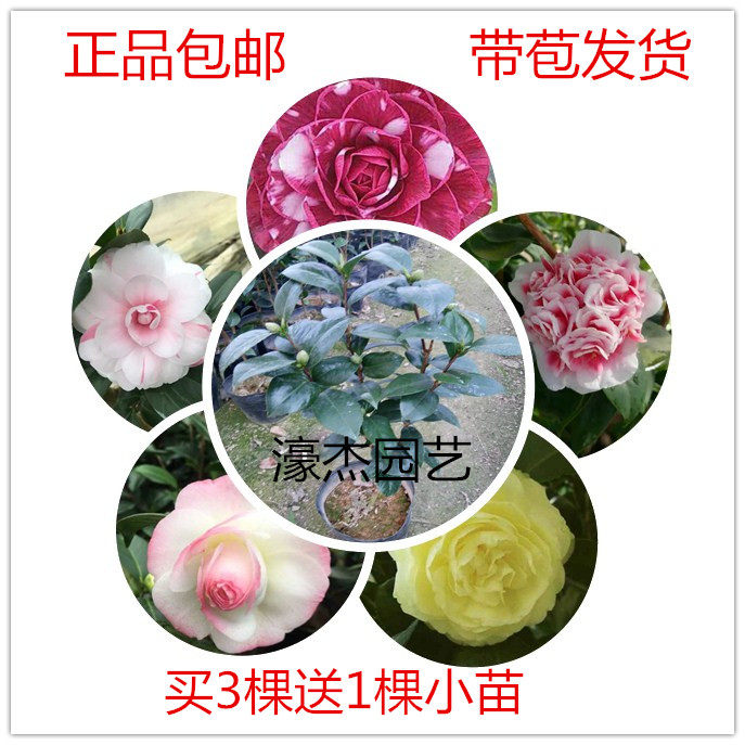 福建正品茶花十八学士带花苞客厅室外阳台盆栽小苗正品包邮