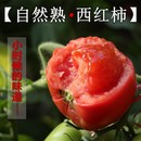 西红柿新鲜自然熟水果大番茄5斤蔬菜整箱生吃普罗旺斯沙瓤西红柿