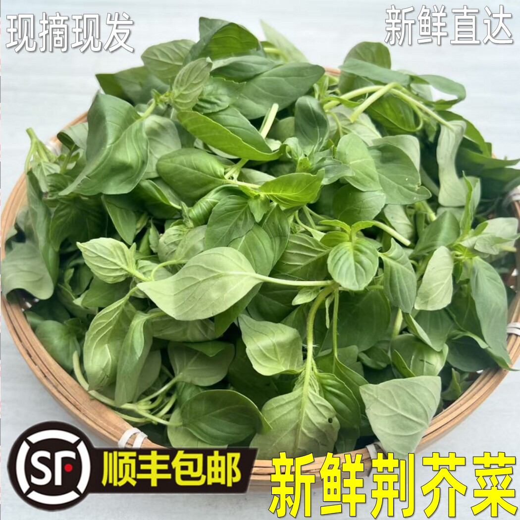 安徽阜阳荆芥菜新鲜现摘现发蔬菜农家自种叶菜凉拌调味菜顺丰包邮