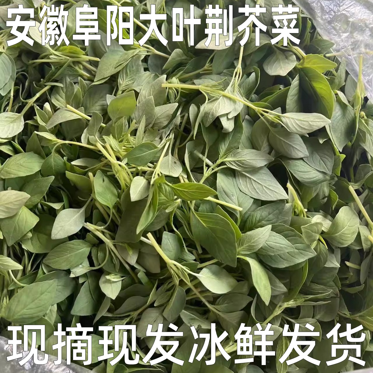 安徽阜阳家乡特产新鲜大叶荆芥菜现摘现发冰鲜发货夏季凉拌调味菜