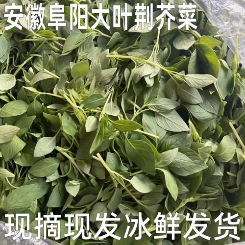 安徽家乡特产新鲜大叶荆芥菜