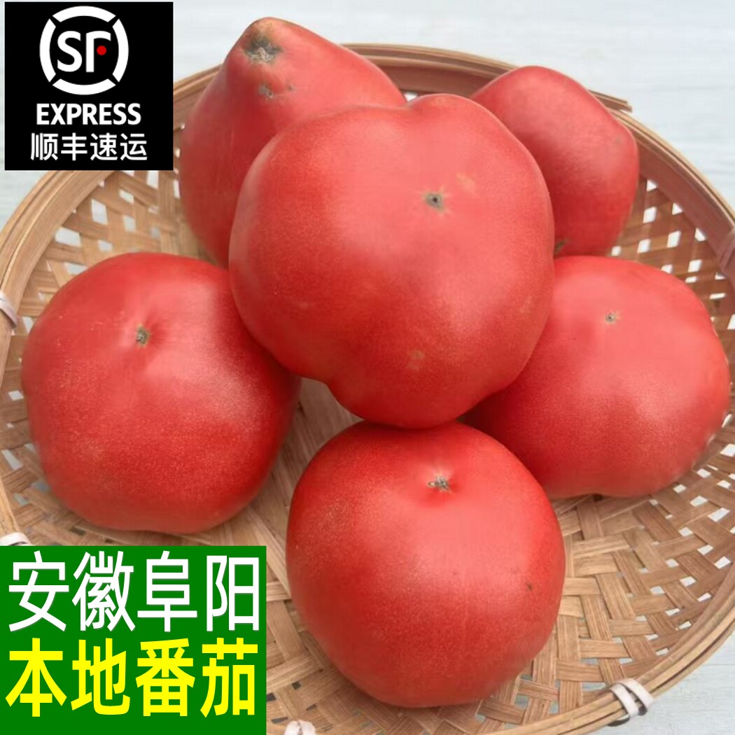 安徽阜阳老品种西红柿新鲜红皮红肉大果食用时令蔬菜本地现摘番茄