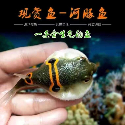 弓斑小河豚观赏鱼会生气的鱼