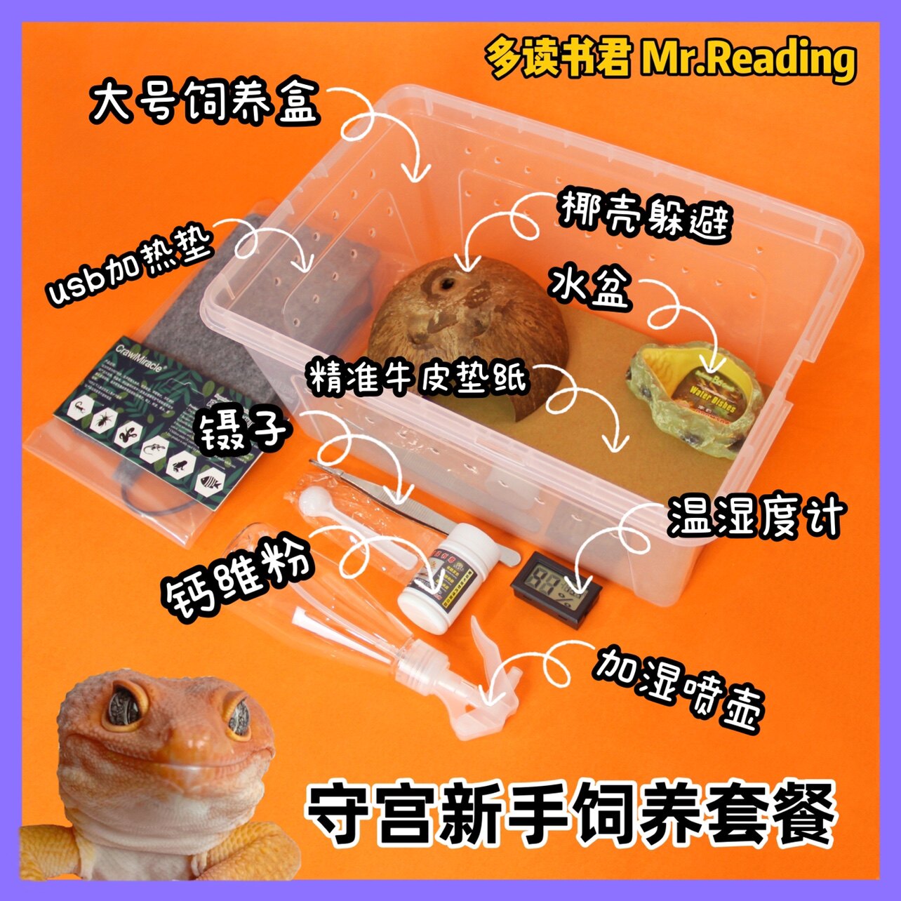 豹纹守宫活体爬宠CrawlMiracle