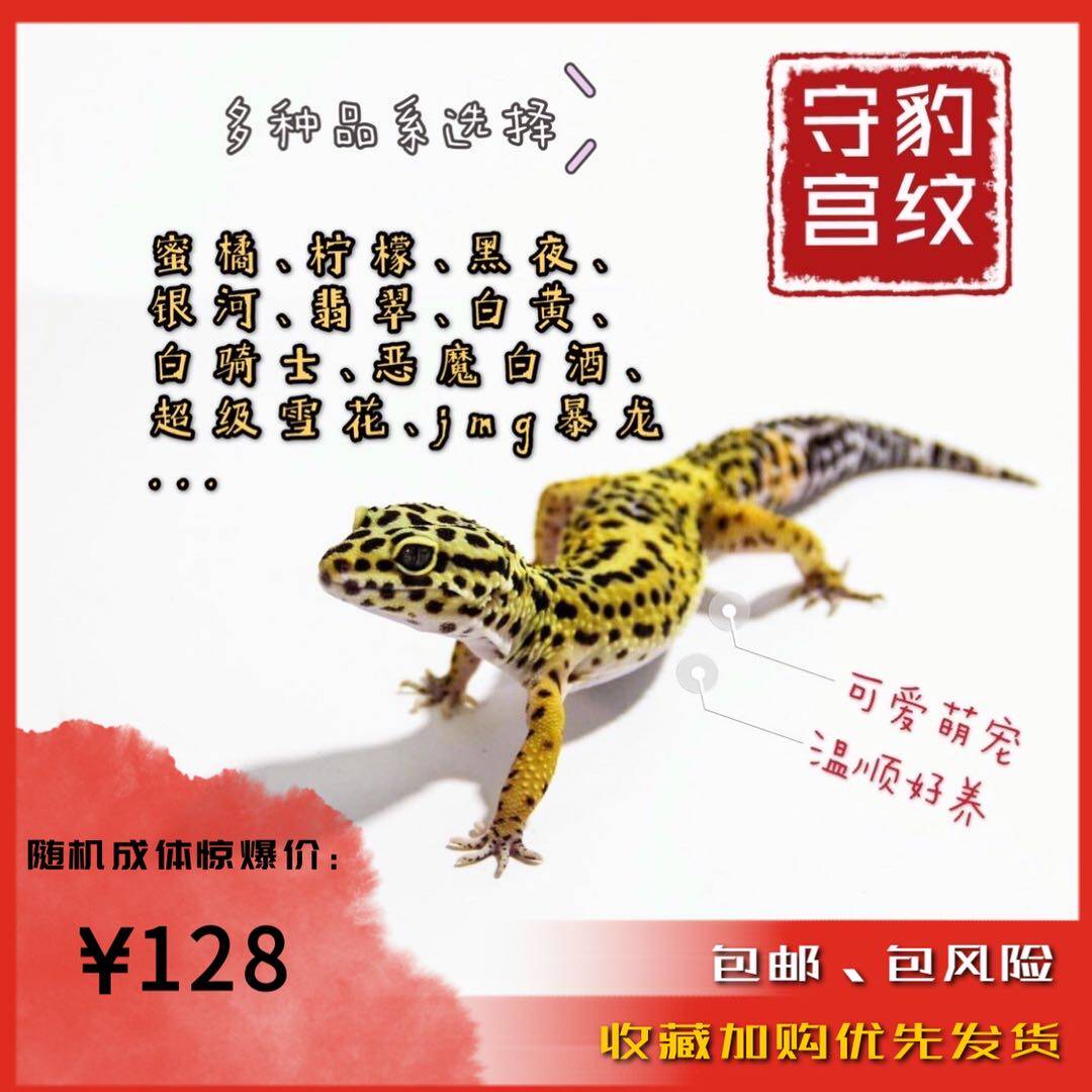 豹纹守宫爬宠活体新手入门懒人宠特色爬宠/鸣虫