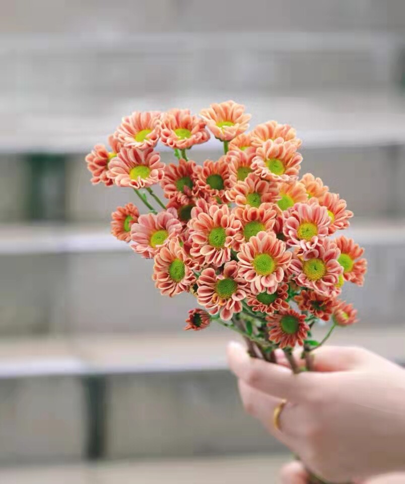 云南昆明优质鲜花小雏菊基地直发速递同城家用水养鲜切花小菊花