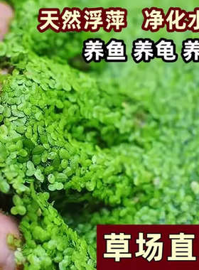 鱼缸天然鱼粮增氧过滤除藻芝麻浮萍水草小颗粒上浮珊瑚萍造景绿植