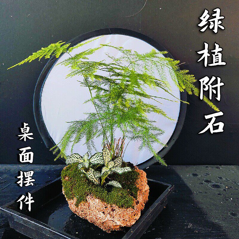 吸水石附石绿植鱼缸花盆造景文竹桌面绿植