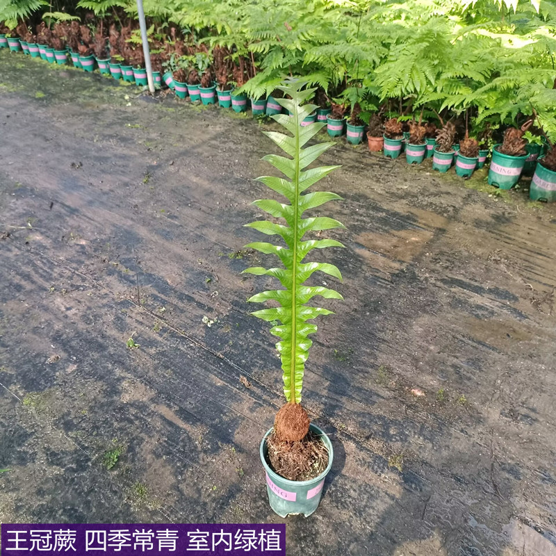 室内绿植盆栽王冠蕨蕨类绿植四季常青喜阴喜湿好养耐阴花卉绿植