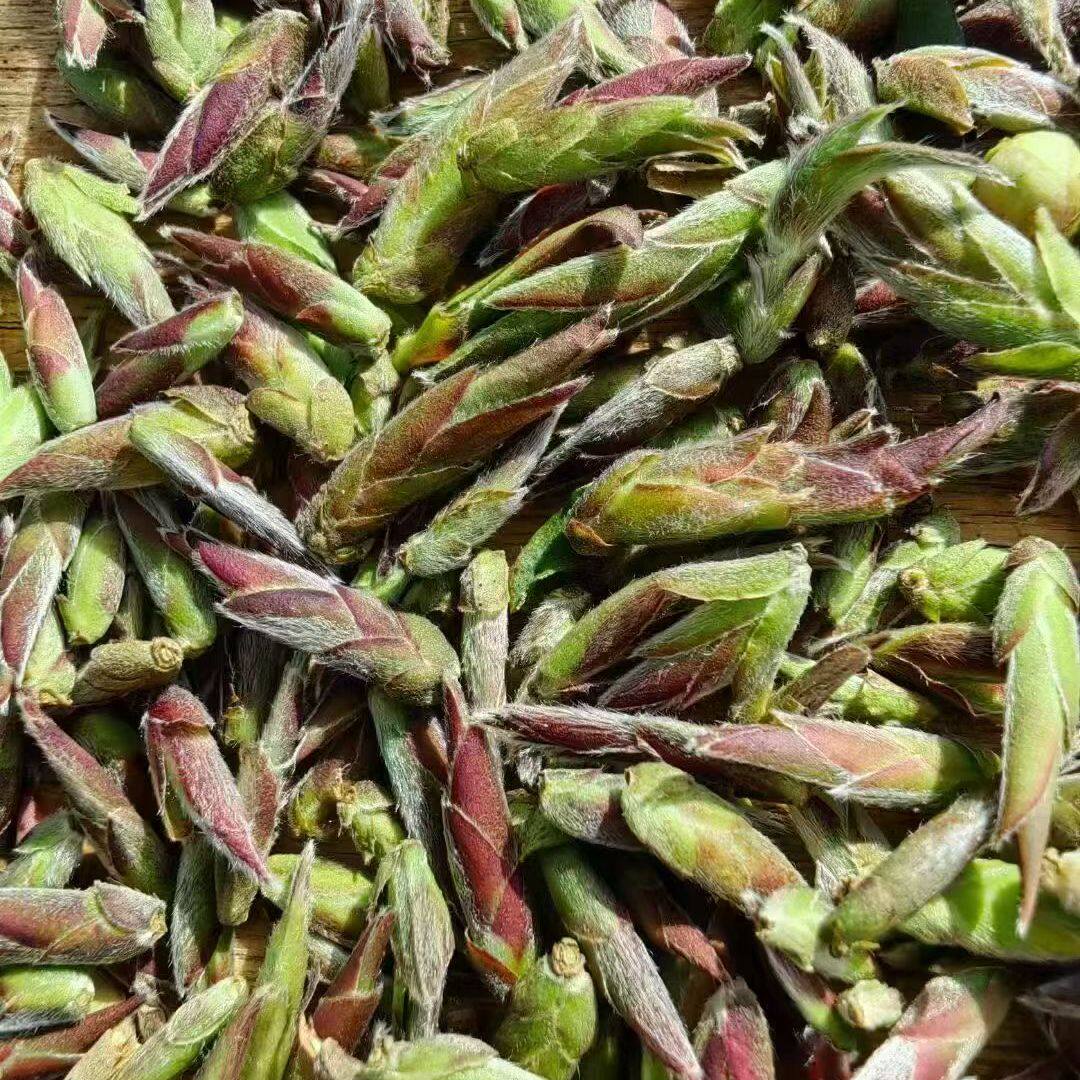 2026年云南临沧古树紫芽苞春茶