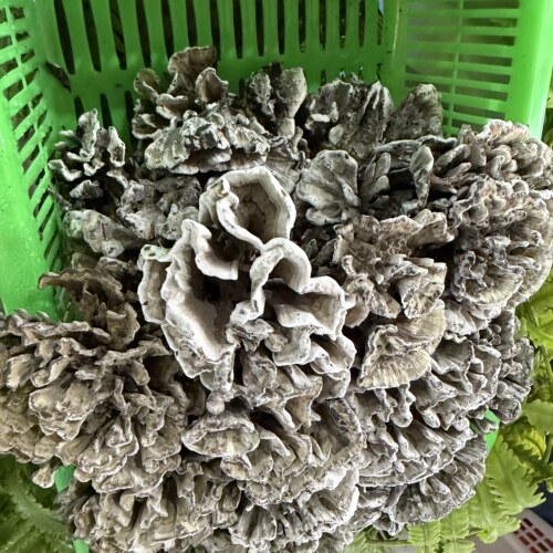 云南本地精品干巴菌