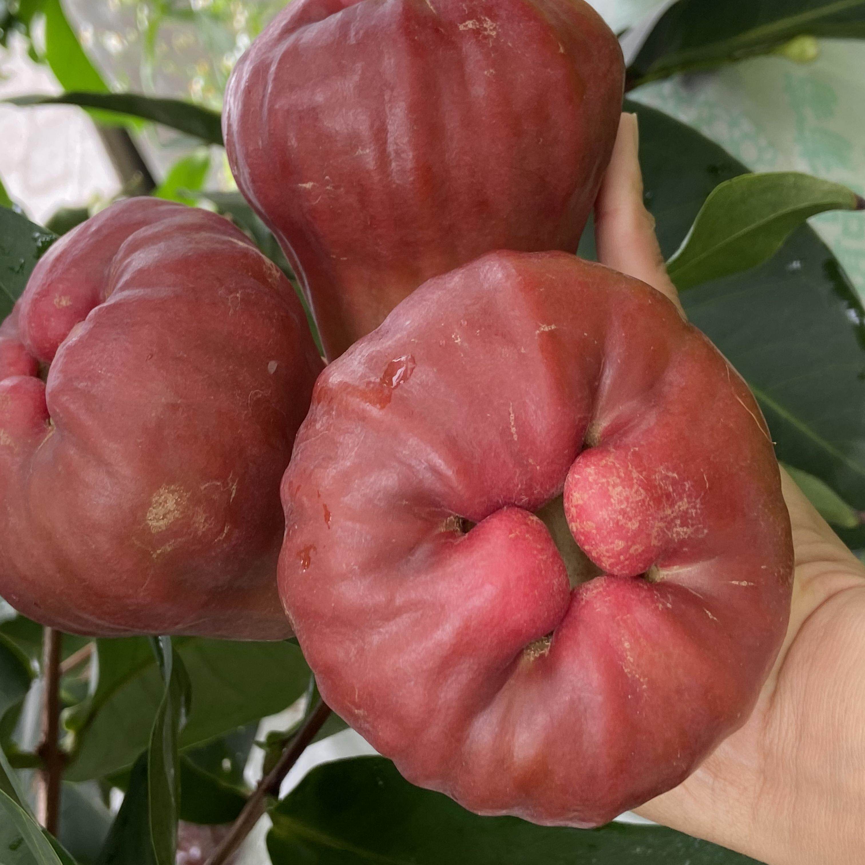 云南莲雾基地直发黑糖芭比5斤198元顺丰包邮(约15-22个)