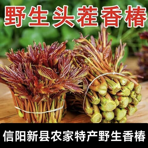 信阳新县特产红油香椿芽新鲜当季头茬香椿头嫩芽香椿叶焯水发货