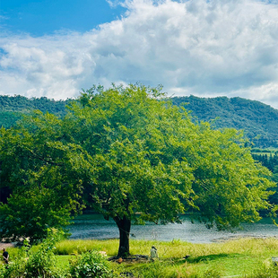 【漫游崇阳溪】武夷山大红袍山庄2晚客房+单次接站+漫游道观光车