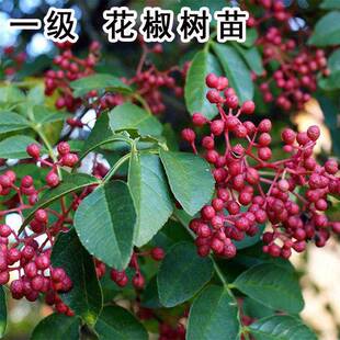 老品种大红袍花椒苗树食用麻椒花椒树盆栽花椒树大树苗果树果苗