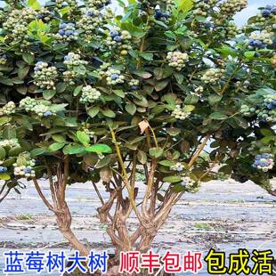 特大蓝莓树果苗大树当年结果老桩阳台盆栽兔眼奥尼尔蓝莓苗庭院